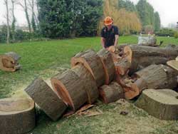 Tree felling operative chopping a tree trunk